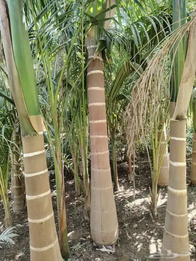 نخيل ملوكي نخيل نارجيل نخيل واشنطني بسعار مناسبه index