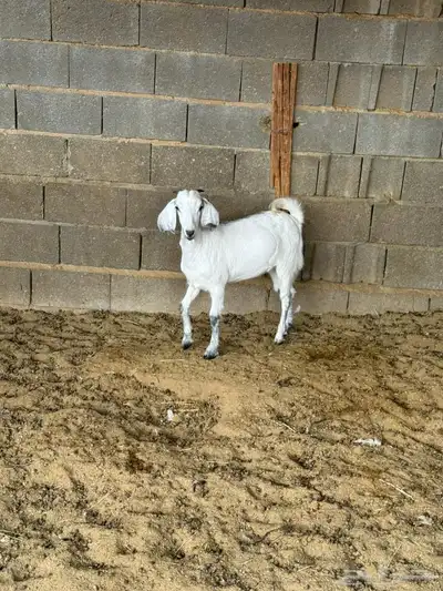 جفره من حلالي index