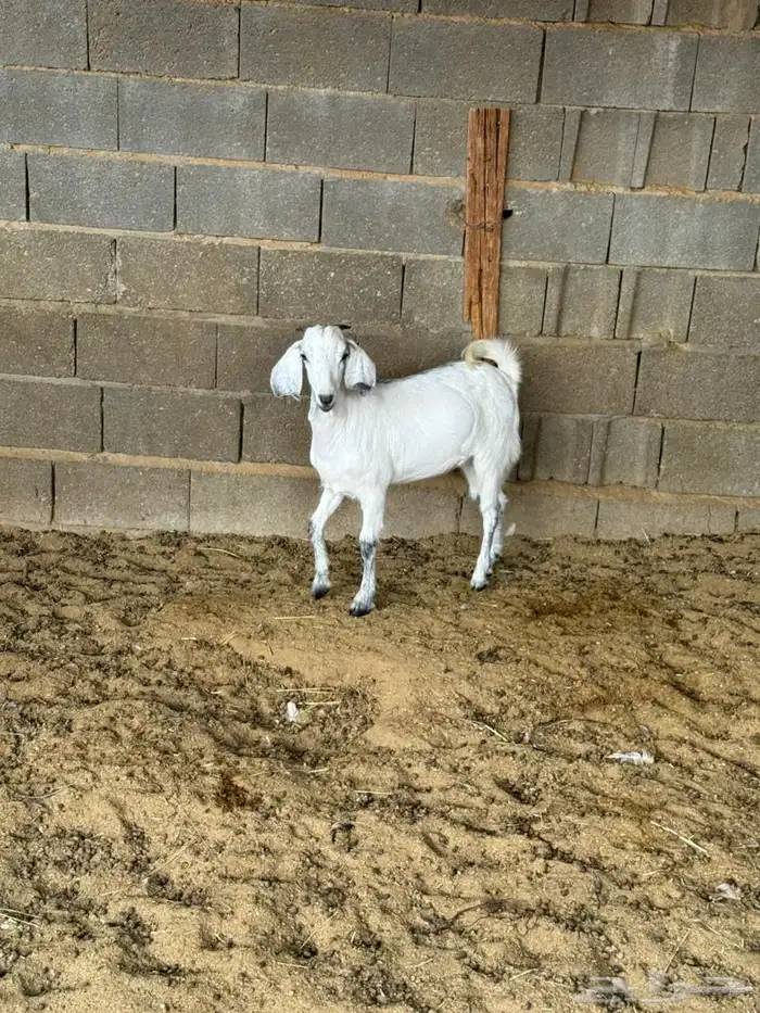 جفره من حلالي 1