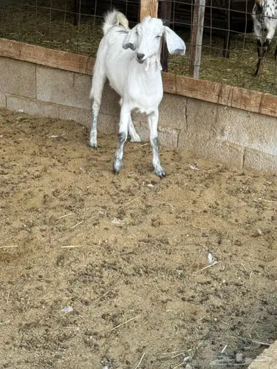 جفره من حلالي index