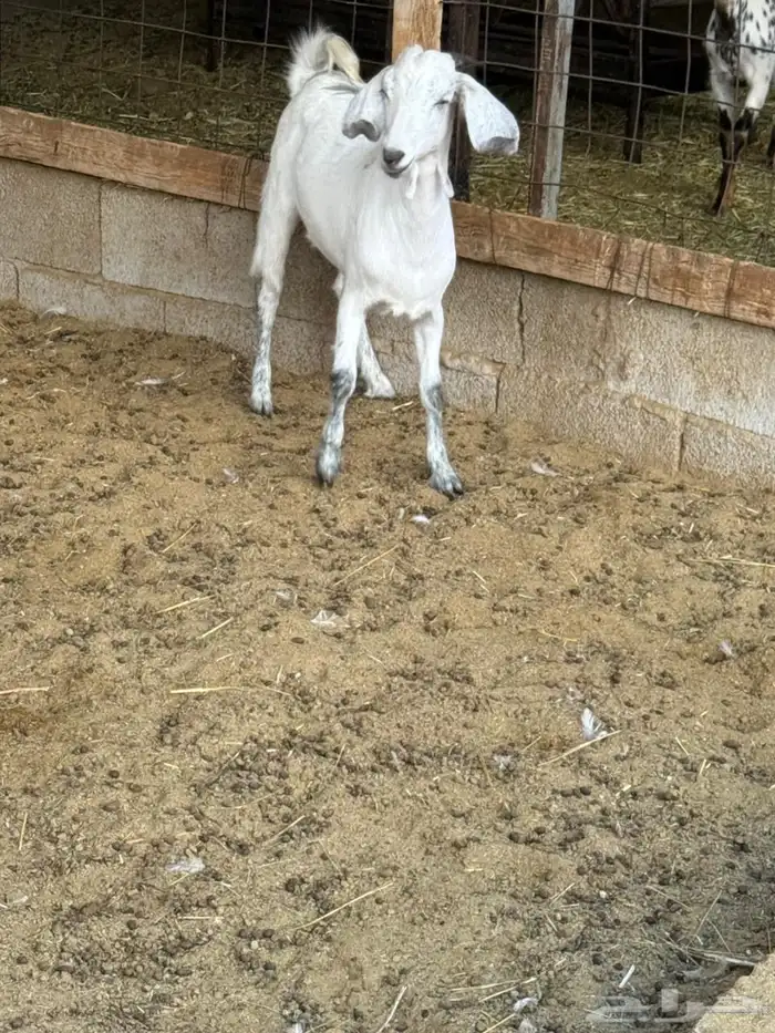 جفره من حلالي 2