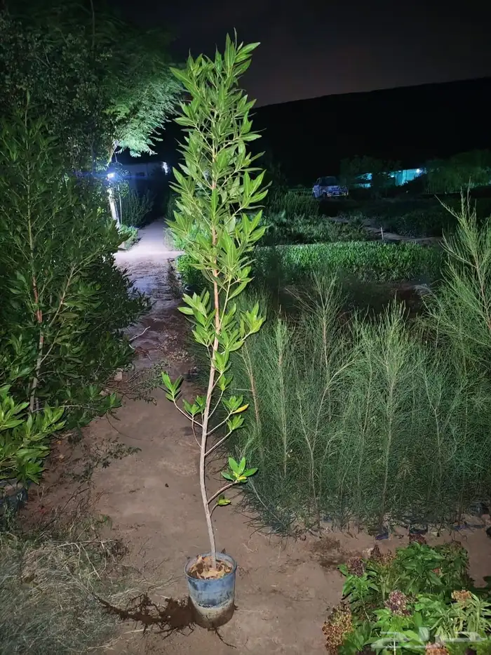 زرع وشتلات وانواع الشجر 3