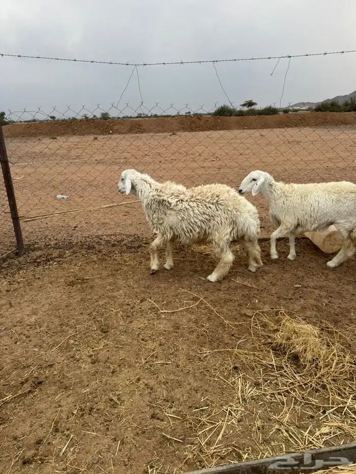 خاروف ورخلين 5