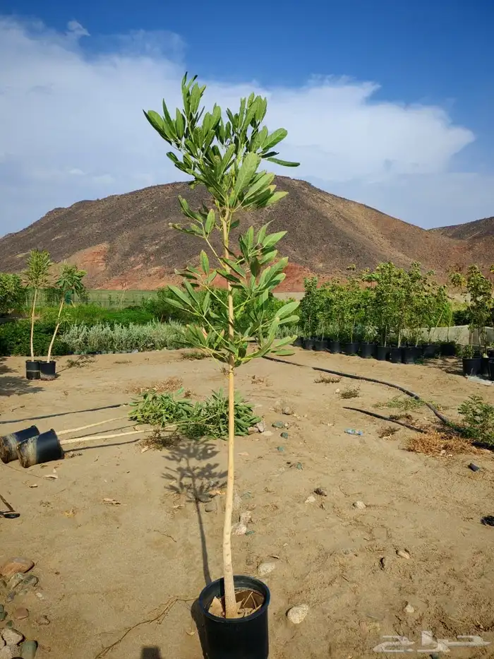 زرع وشتلات وانواع الشجر 13