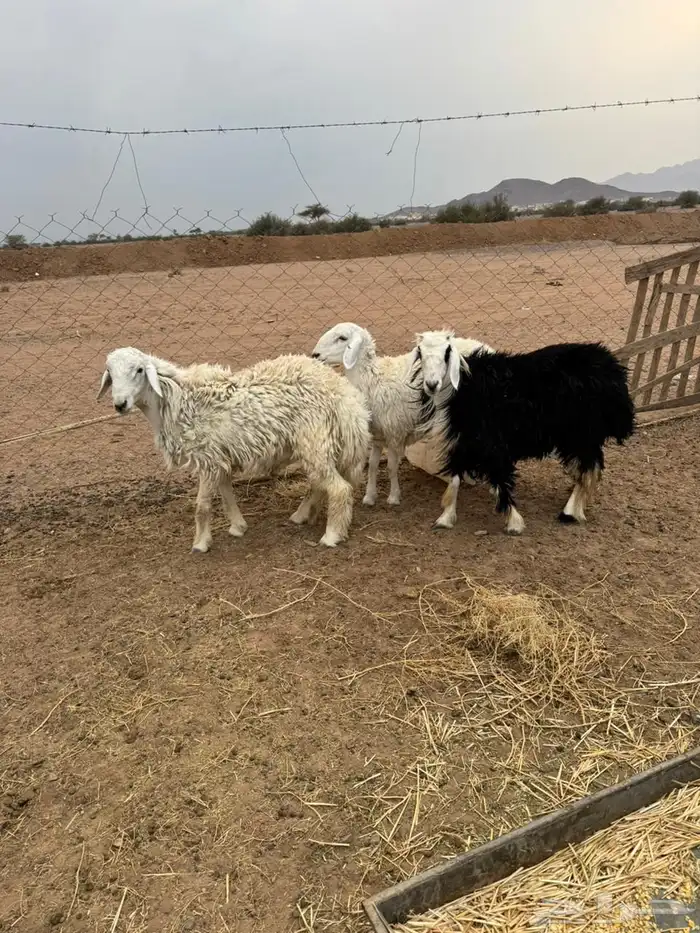 خاروف ورخلين 2