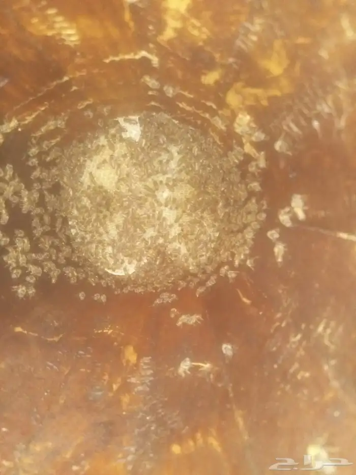 نحل بلدي للبيع 0