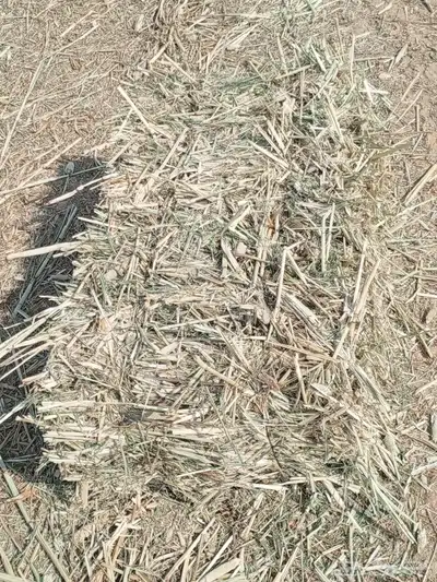 دخن صافي بروتين عالي شد 90 index