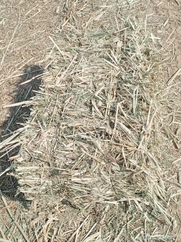 دخن صافي بروتين عالي شد 90 1