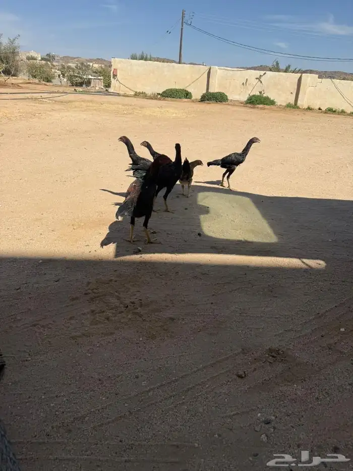 دجاج سندي و ديك شامو ارتفاعه 3 و نص على السوم 5