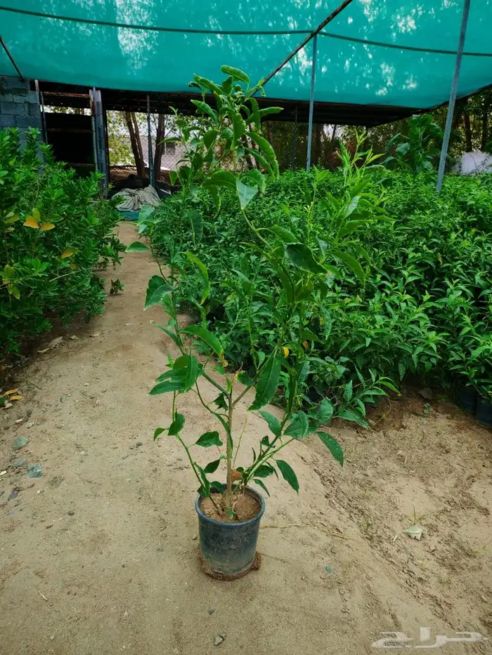 زرع وشتلات وانواع الشجر 20