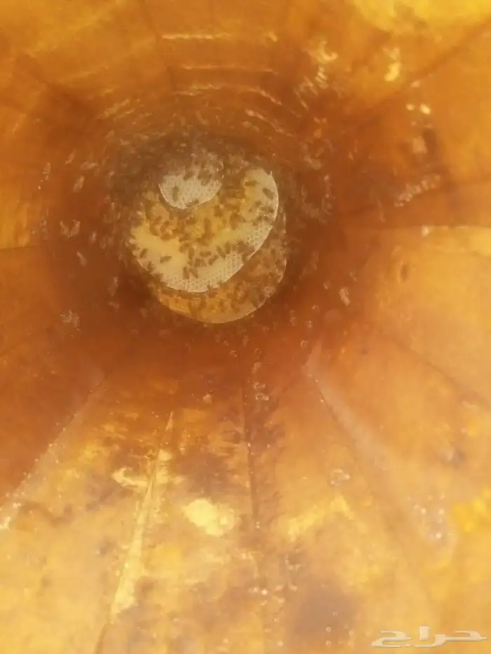 نحل بلدي للبيع 8