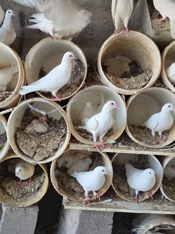 حمام فرنسي سوبرجامبو نظيف 4