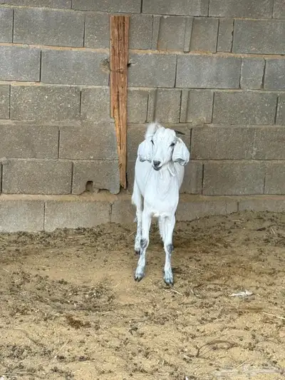 جفره من حلالي index