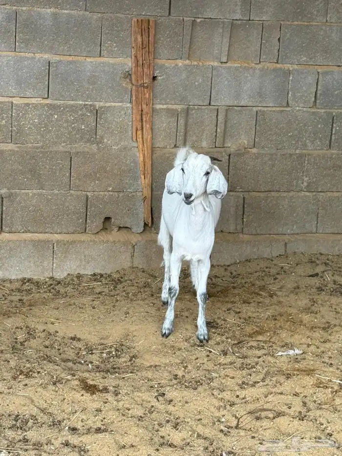 جفره من حلالي 4