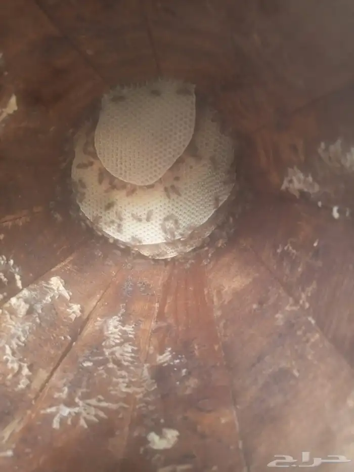 نحل بلدي للبيع 7