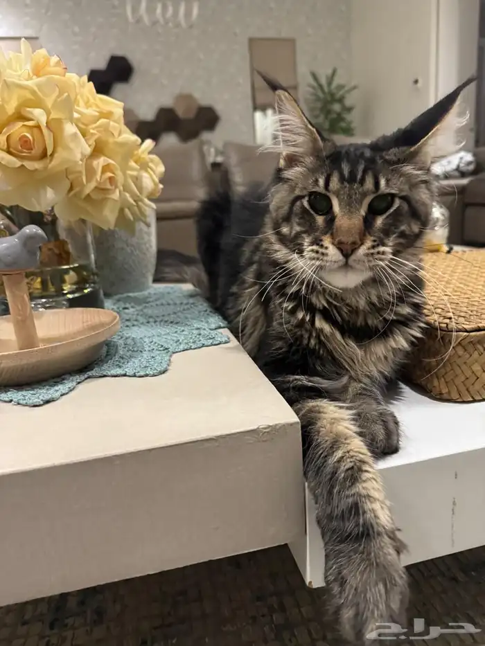 قطط ماين كون العملاقة للبيع باسعار منافسة 0