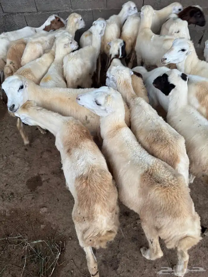 رخال رفيدي للبيع جدعان 3