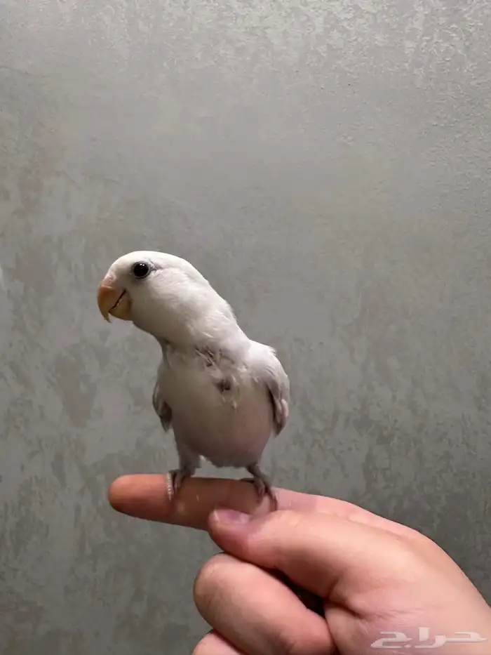 طير روز للبيع 0