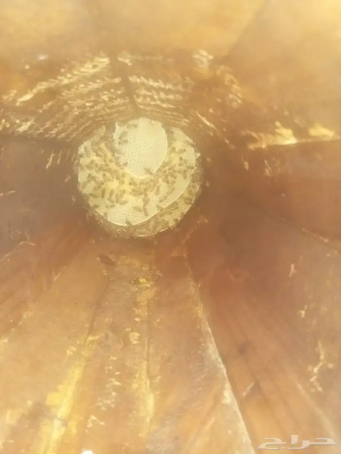 نحل بلدي للبيع 4