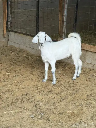 جفره من حلالي index