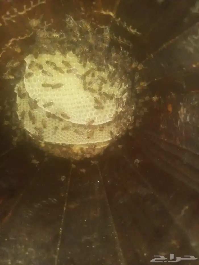 نحل بلدي للبيع 1