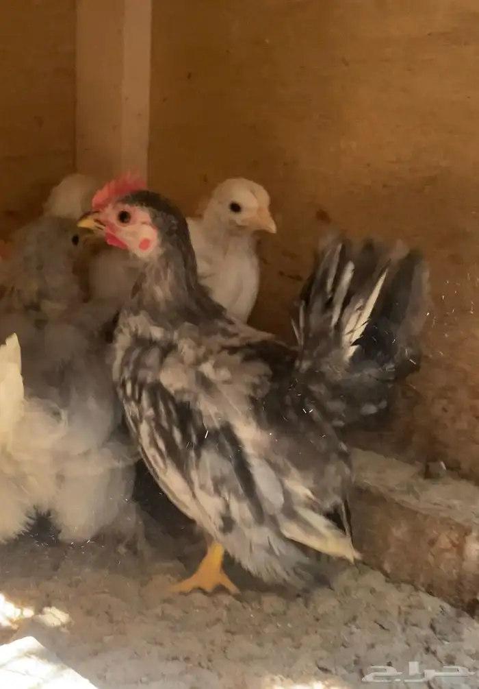 صوص جبانيز 0