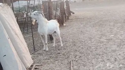 فحل بيشي طيب جرم وارتفاع index