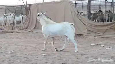 فحل بيشي طيب جرم وارتفاع index