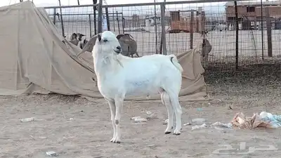 فحل بيشي طيب جرم وارتفاع index