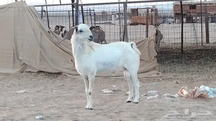 فحل بيشي طيب جرم وارتفاع 2