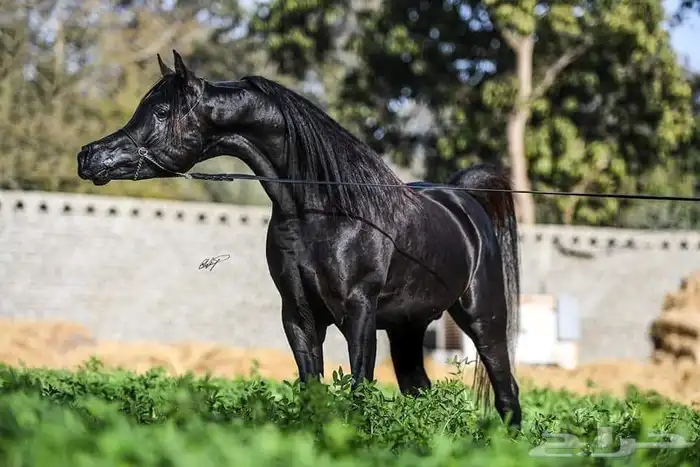 تدريب خيل نسائي خاص100 مع مدربه وايضا يوجد مدرب حسب الاختيار 5