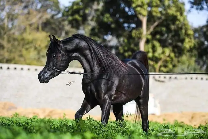 تدريب خيل نسائي خاص100 مع مدربه وايضا يوجد مدرب حسب الاختيار 4