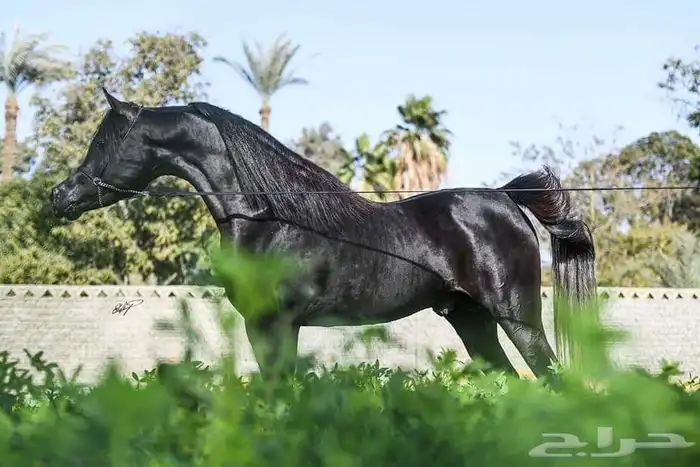 تدريب خيل نسائي خاص100 مع مدربه وايضا يوجد مدرب حسب الاختيار 6