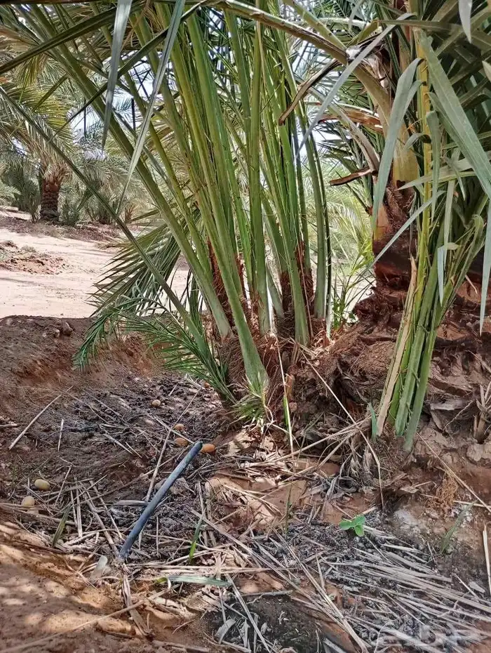 يوجد لدينا جميع النواع فسايل النخل العربي والجثايث 0