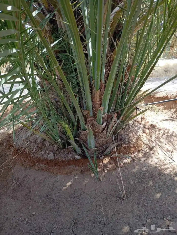 يوجد لدينا جميع النواع فسايل النخل العربي والجثايث 4