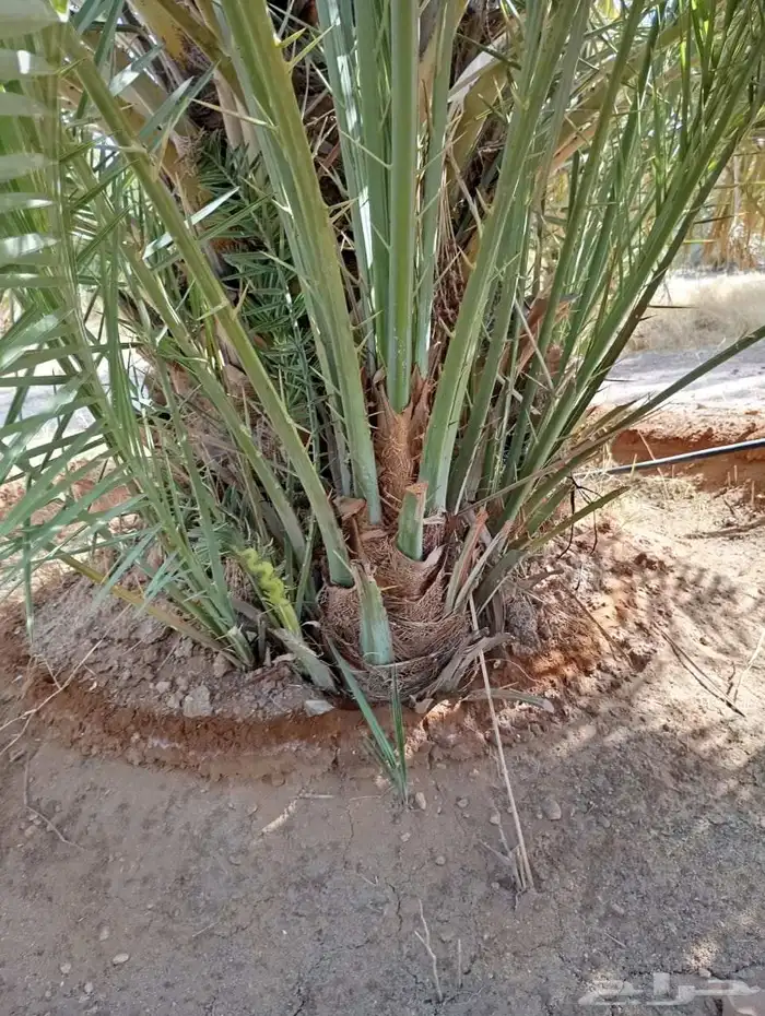 يوجد لدينا جميع النواع فسايل النخل العربي والجثايث 3