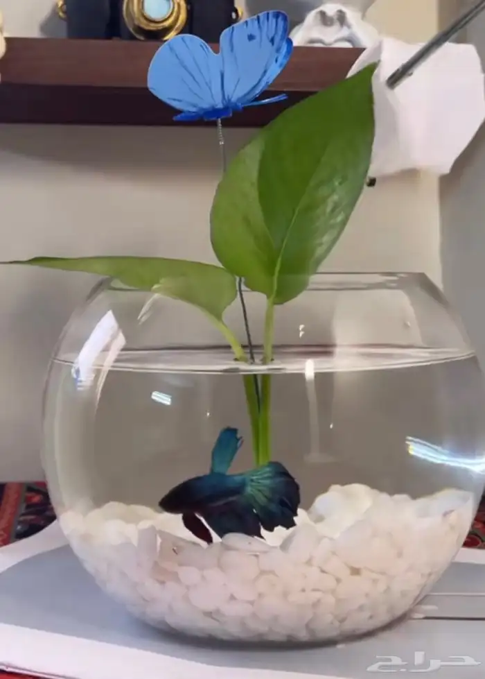 سمك الطايف 5