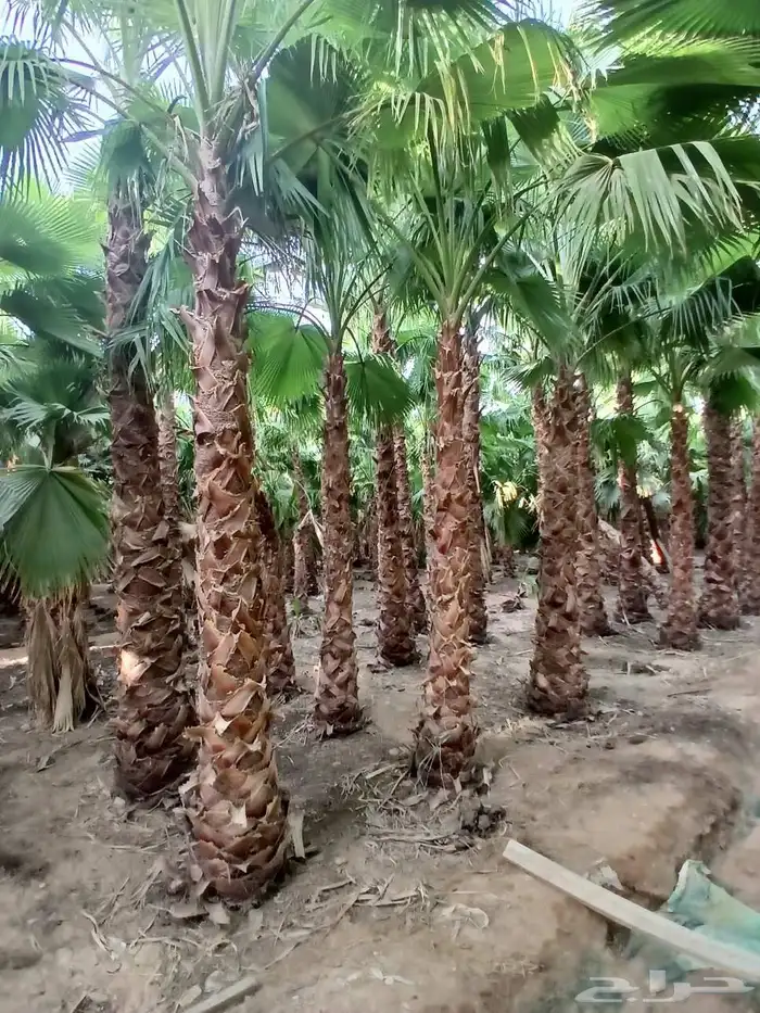 نخيل واشنطن زينه أمريكي 2