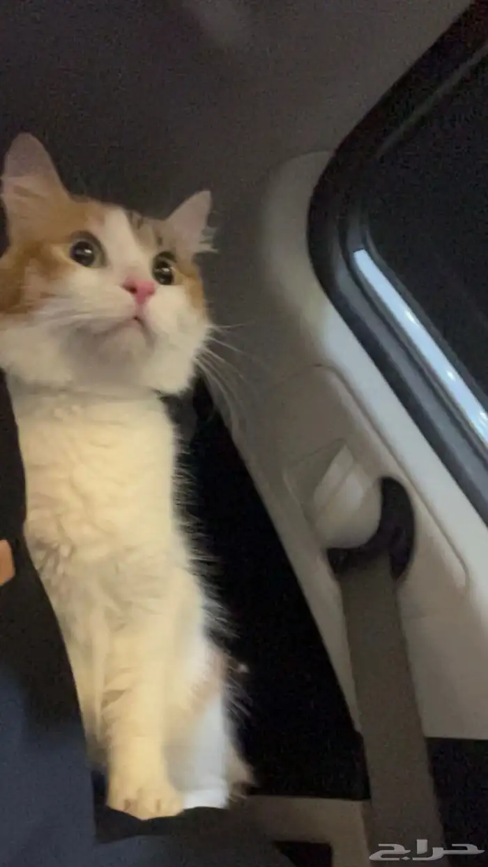 قطه لتبني 1
