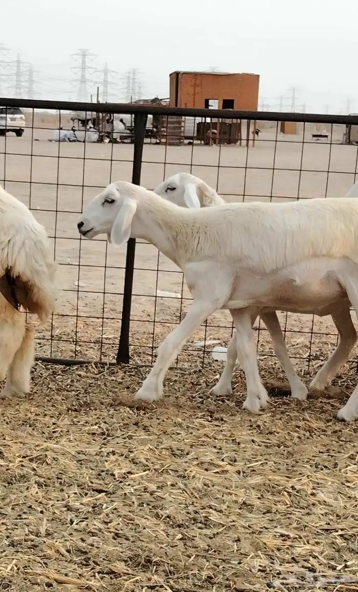 رخال حريات فرش الفحل العدد 30 1