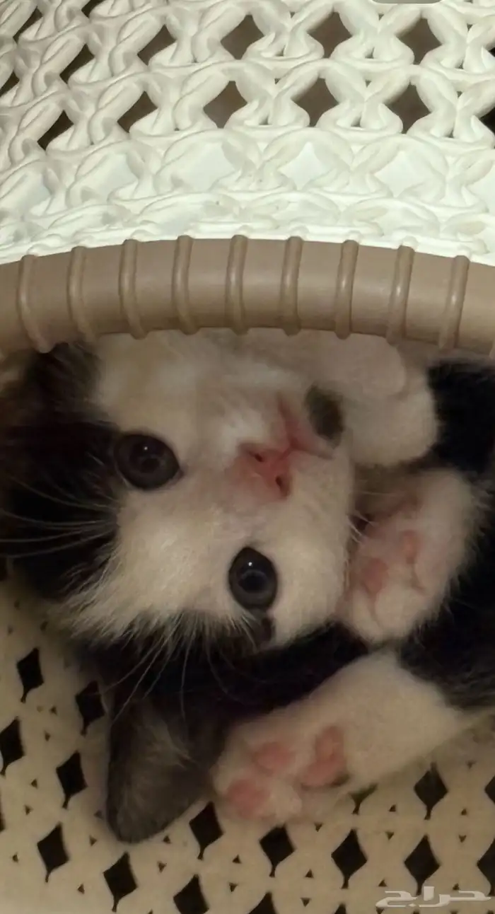 قطه حامل للتبني 0