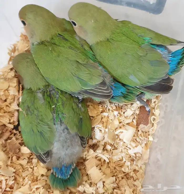 فروخ روز جرين محجله مع مرفقات 7