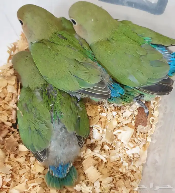 فروخ روز جرين محجله مع مرفقات 5