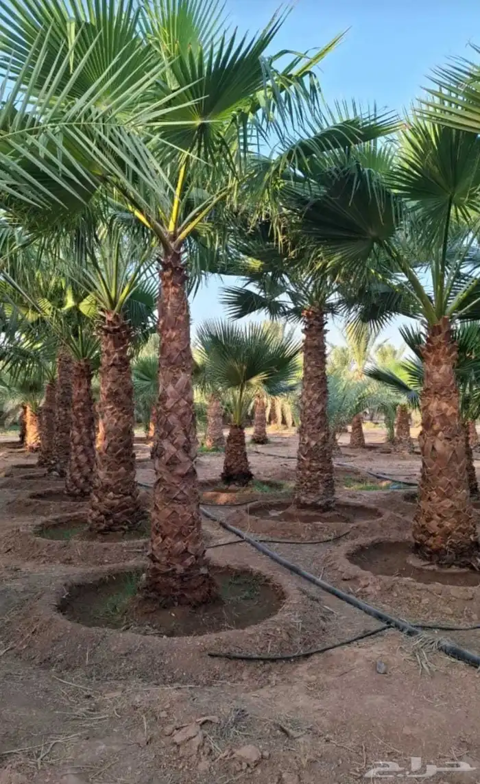 زيتون ونخل واشنطني 5