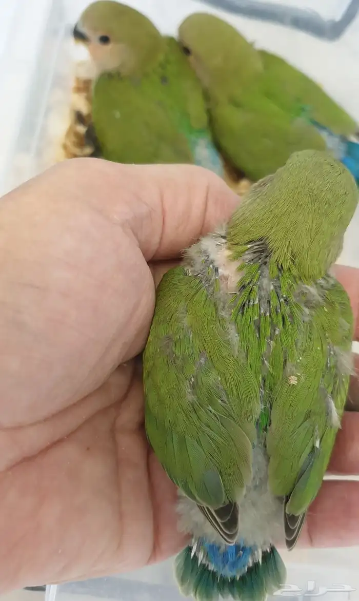 فروخ روز جرين محجله مع مرفقات 4