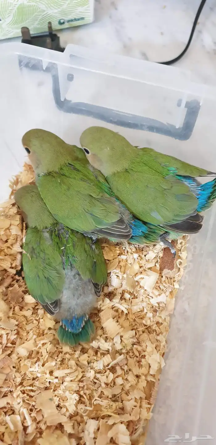 فروخ روز جرين محجله مع مرفقات 6