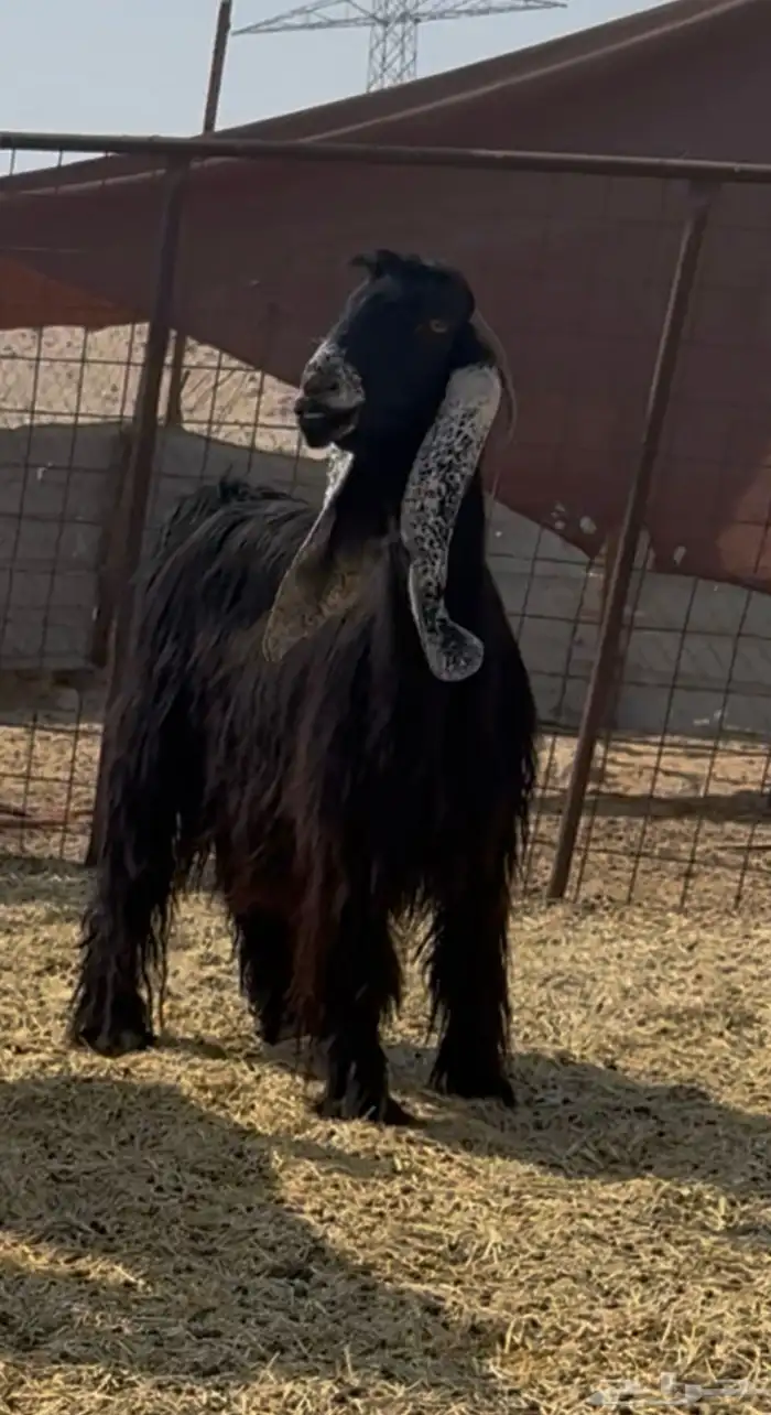 ماعز معزا غنم 1