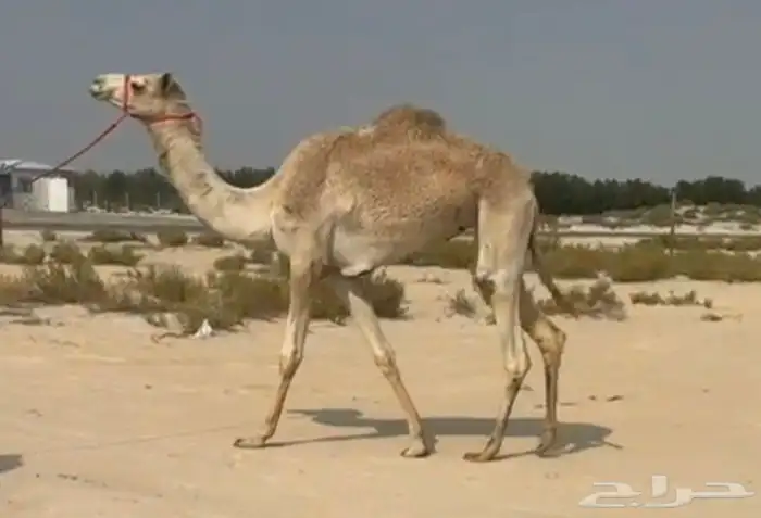 هجن بكره حقه ذلول 0