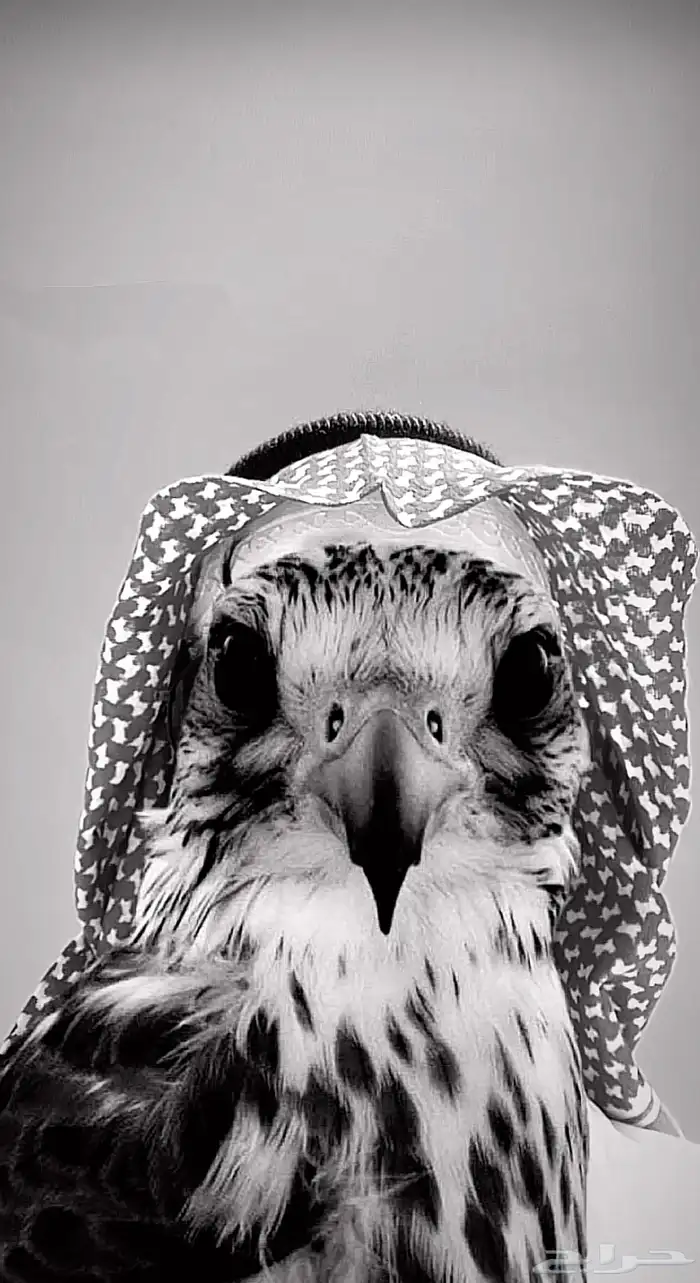 مطلوب بكه حدود 400واقل 0