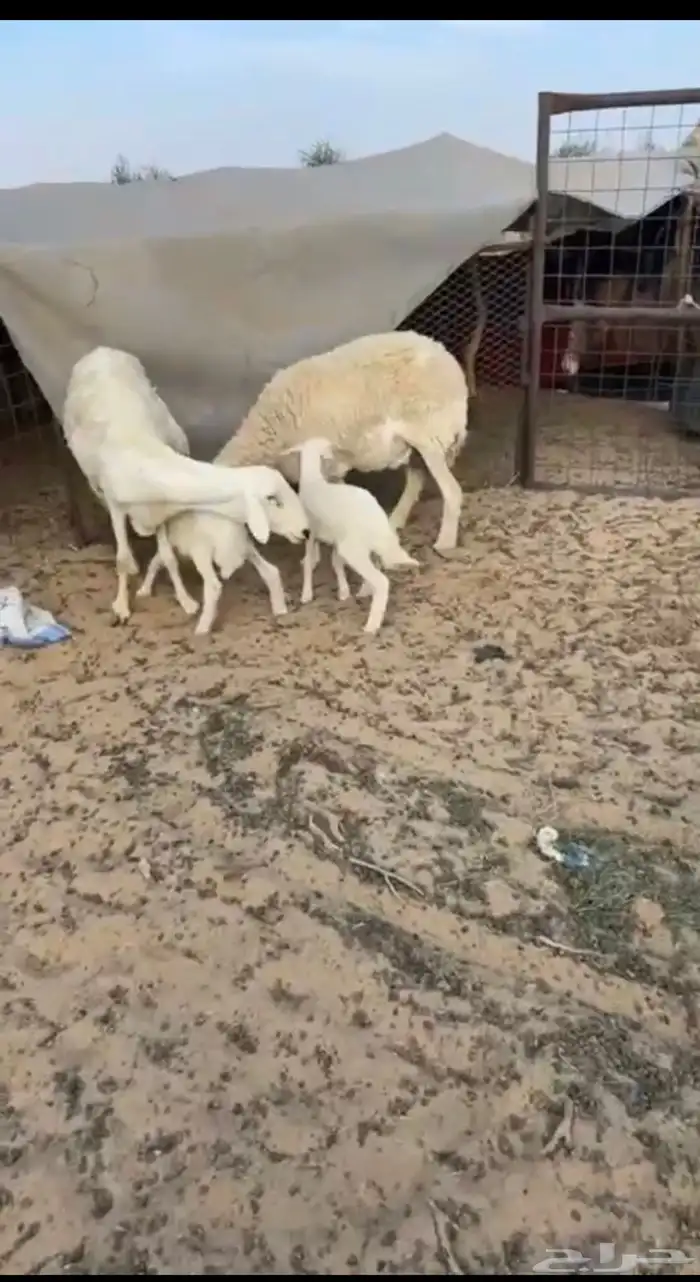 خلفات طيبات للبيع 0